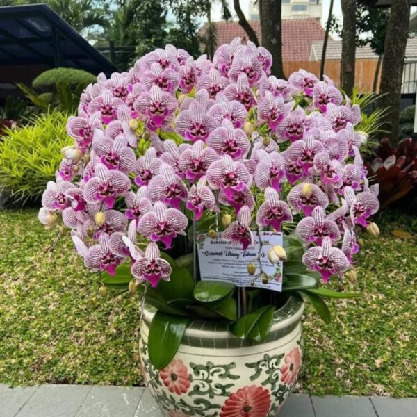 Bunga Anggrek