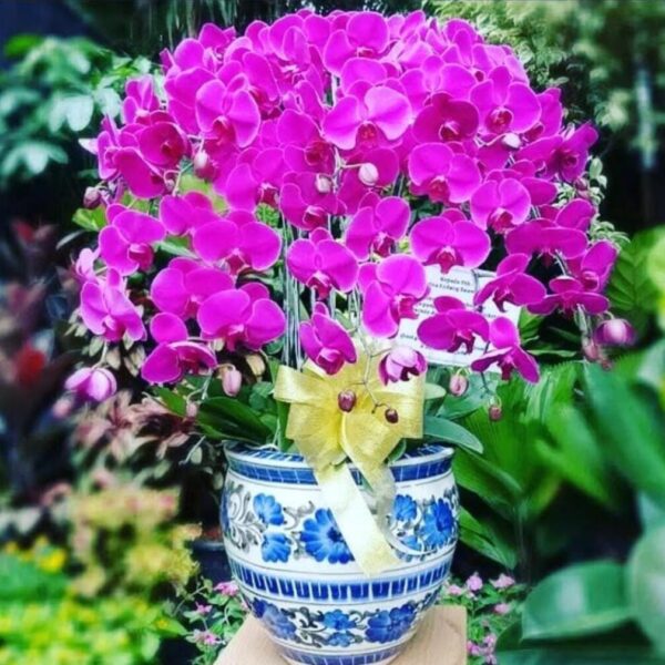 Bunga Anggrek